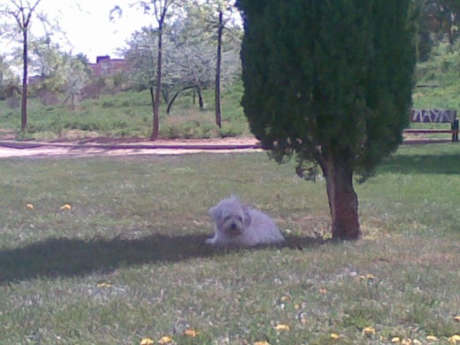 Haciendo una de las cosas que mas le gustan..tumbarse a la sombrita de algún árbol en el parque